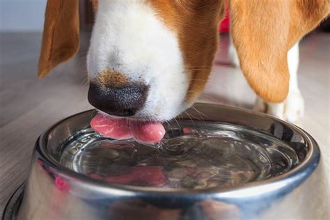  Sneaking your puppy new ways to stay hydrated involves some experimenting