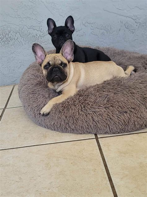  SnubNub Frenchies is was! Elyssa is the greatest most knowledgeable breeder she gave Snubnub frenchies me the most …