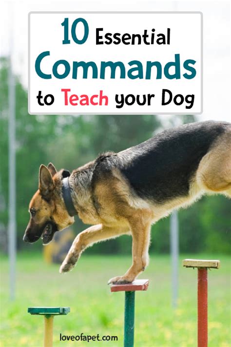  So, avoid letting them jump on and off high surfaces, especially if your mixed breed has a long body and short legs
