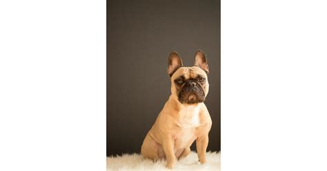  So, before purchasing a Frenchie, make sure you can afford it