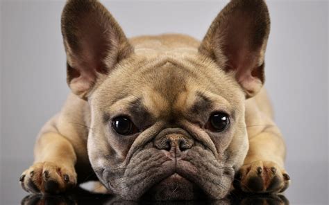  So, both breeds — and particularly the French Bulldog — face some very serious health concerns that should make you think twice about the breed