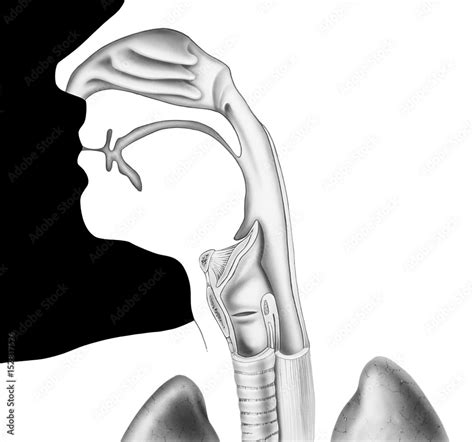  So, elevating the head and neck helps to expand the windpipe, reducing the vibrations of the air as it passes through