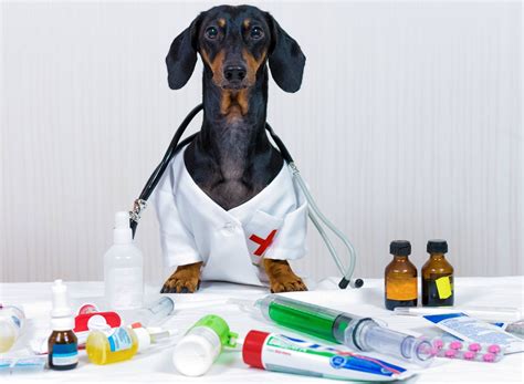  So, first, you need to tell the vet about the medications and supplements your dog is using at the moment to check if they are compatible with CBD oil