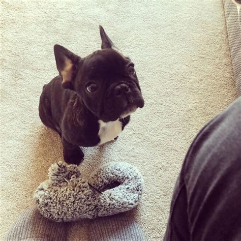  So, for example, a four-month-old French Bulldog only needs 20 minutes of total walkies each day