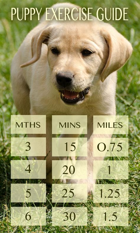  So, for instance, if your pup is 3 months old, the walking time will be 3 month multiplied by 2 minutes and that will of course be 6 minutes of exercise