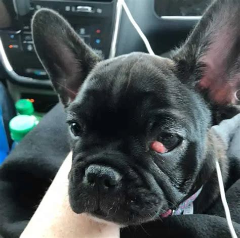  So, how do you know if your Frenchie has cherry eye? Look for the below symptoms: Red, bloodshot eyes Either too much tear production or not enough