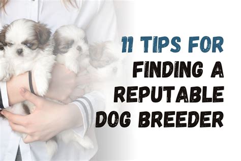  So, how do you make sure you adopt a dog from a trustworthy and reputable breeder? One of the first steps you can do is to check the status of a breeder