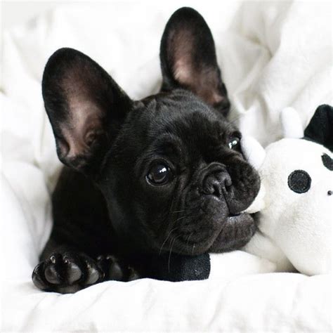  So, if you are looking for a French bulldog puppy, you can expect to be on a waiting list for several months before a puppy is available