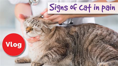  So, it is not easy to detect when your cat is in pain
