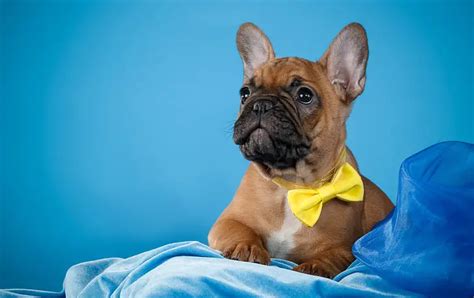  So, keeping your Frenchie mentally and physically stimulated can help redirect their energy and prevent them from resorting to poop-eating