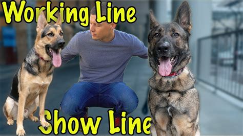  So, she is not breeding working lines but family lines or show line dogs