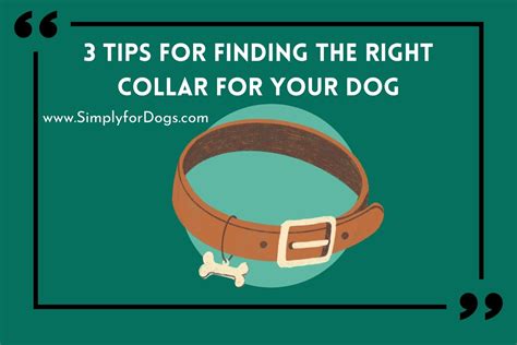  So, take your time finding the right collar for your Frenchie and keep their safety and comfort first