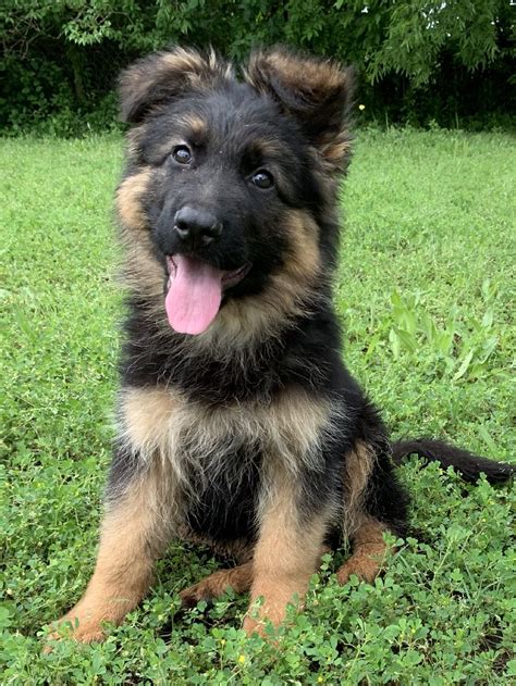  So, the first step is preparing for a home suitable for a German Shepherd puppy that will one day become a big dog
