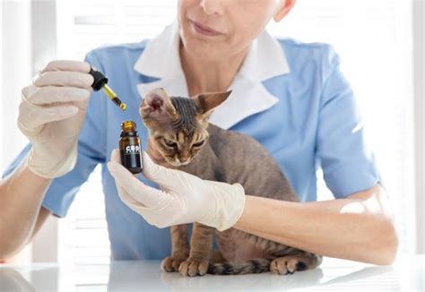  So, we recommend each cat owner does their reading and research before choosing a CBD product — or talk to your veterinarian to get recommendations
