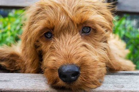  So, why exactly do some Goldendoodles have straight hair? Genetics Whether a Goldendoodle has straight hair or a curly coat, the biggest key factor is their genetic makeup