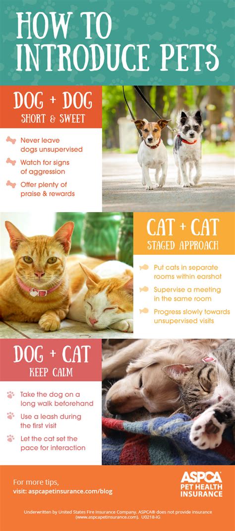  So, you should socialize this hybrid well to cats if you have them at home, and make sure your cats always have a route away from your dog