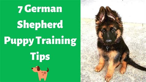  So, you will need to be extra-patient and calm while training your German Shepherd