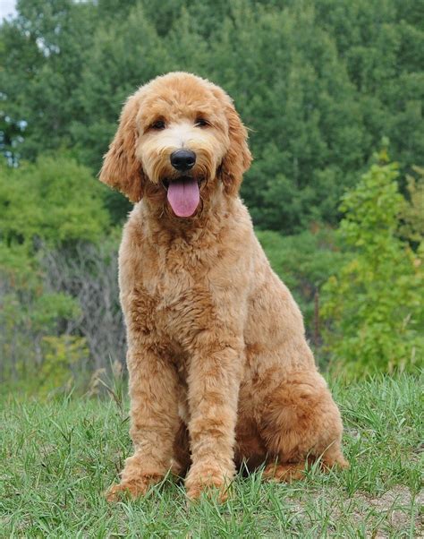  So as long as you treat them with the same gentle respect they offer, a Goldendoodle is one of the easiest dog breeds to train