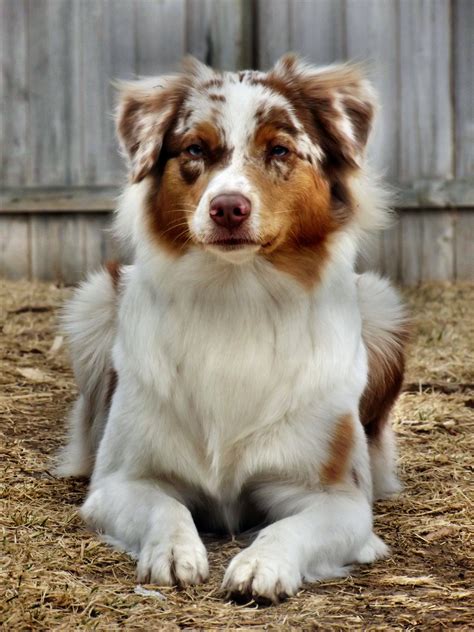  So as your red merle Australian Shepherd puppy grows up, you may see red liver spectrum, copper tan spectrum and white spectrum markings develop in the coat, as well as black markings on occasion