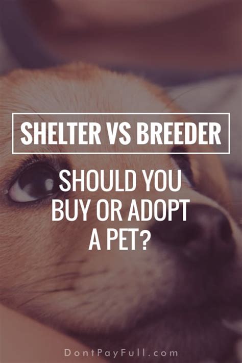  So before you go looking from a breeder, check your local shelter