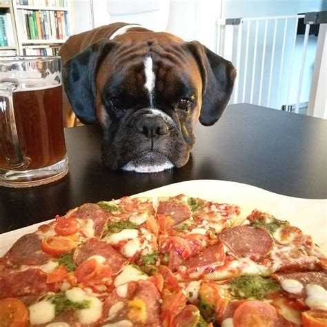  So choosing the right feed for your Boxer Pup might necessitate some experimentation