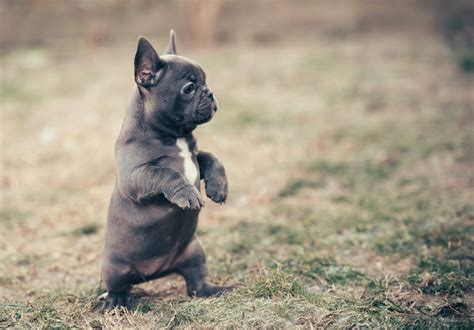  So go for early walks, or chill out in the AC instead! Is the French Bulldog a good family dog? These little pups adore human company of all ages, and make wonderful family companions