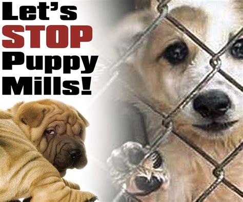  So how do you avoid puppy mills? Online forums are an excellent place to look, especially ones specific to your area