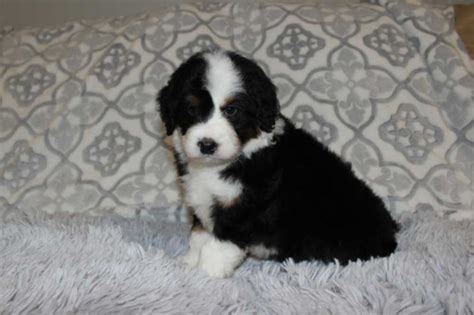  So if you live near Fayetteville Arkansas and are looking for a healthy and beautiful Mini Bernedoodle puppy then checkout our available pups now by Clicking Here