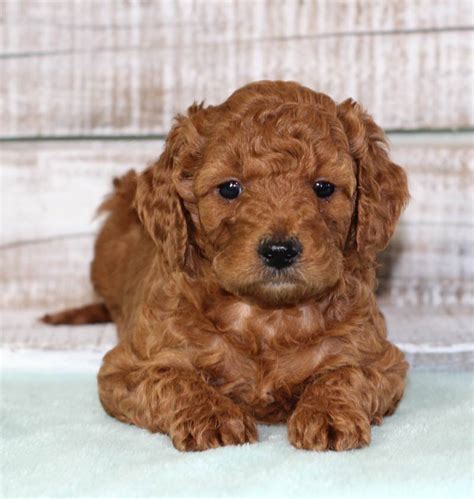  So if you live near Lansdowne-Baltimore Highlands Maryland and are looking for a healthy and beautiful Mini Goldendoodle puppy then checkout our available pups now by Clicking Here