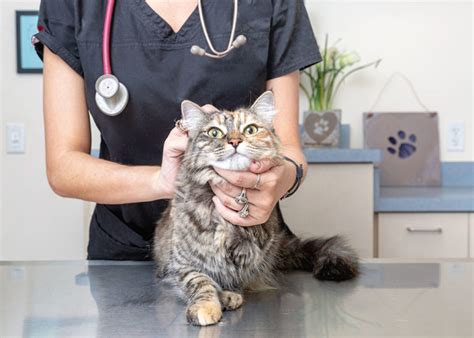  So keep your vet informed about everything you plan to give to your cat while they are taking buprenorphine