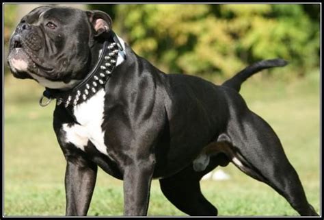  So there you have it, Black American Bulldogs do exist, most registries do not accept them as an acceptable color, and if you want a true representation of what an American Bulldog is best to choose from the myriad options in the color palette that is acceptable
