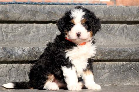  So we test our mini Bernedoodle parents to make sure they are medically screened in order to breed fit parents who pass on great genetics to their mini bernedoodle puppies