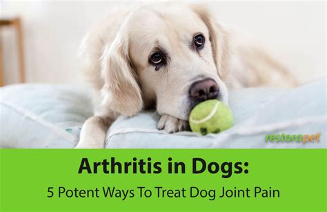  So when our dogs are in pain from arthritis, we
