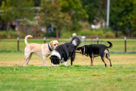  Socialization, early exposure to diverse experiences, people, and places, is crucial to ensure they grow up as well-rounded, friendly dogs