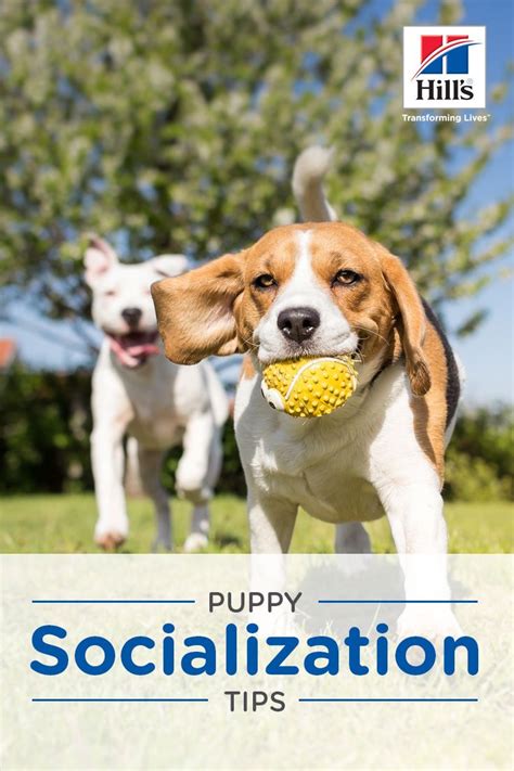  Socialization Introducing new people to your pup is quite an important aspect of their training and socialization