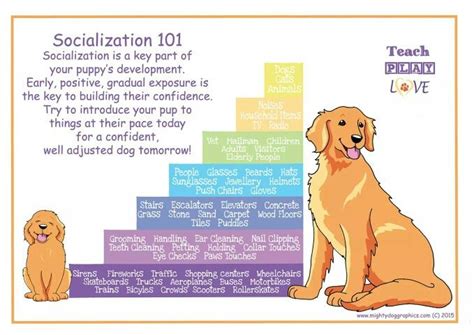  Socialization Socialization from an early age is important for any breed, including the Golden Retriever Lab
