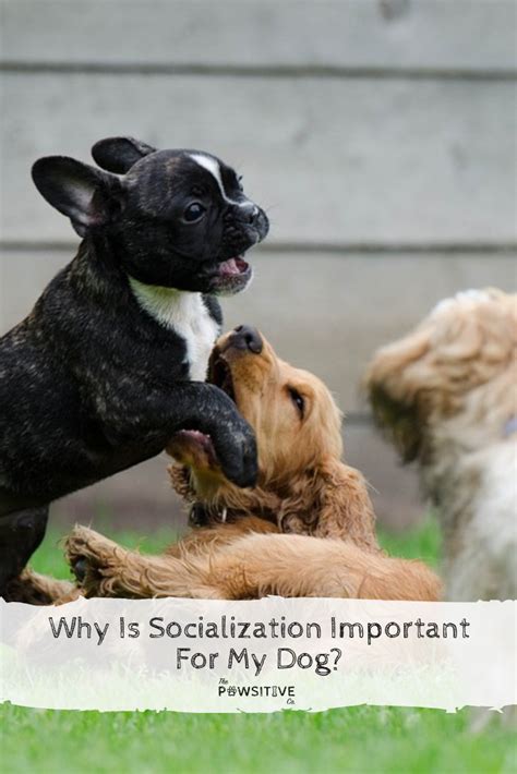  Socialization also fixes anxious and timid behavior and will help your pet get along with your family members