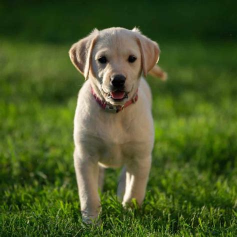  Socialization helps ensure that your Goldador puppy grows up to be a well-rounded dog