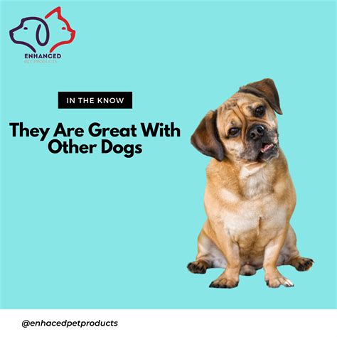  Socialization helps ensure that your Puggle puppy grows up to be a well-rounded dog