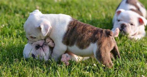  Socialization helps your English bulldog puppy biting and growling not to bite visitors