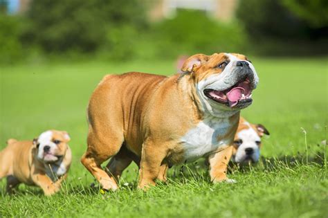  Socialization is equally crucial for English Bulldogs