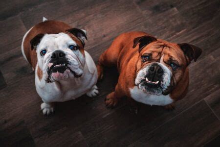  Socialized Bulldogs tend to be more at ease in different situations, making them enjoyable companions both at home and in public settings