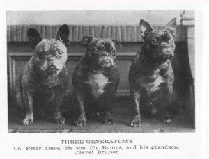 Society ladies first exhibited Frenchies in at Westminster and a French Bulldog was featured on the cover of Westminster Catalog