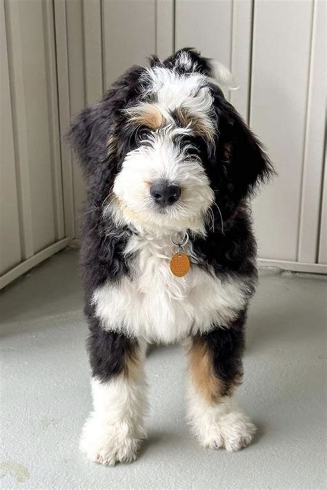  Solid black Bernedoodles may command a higher price due to their rarer gene combination and striking appearance