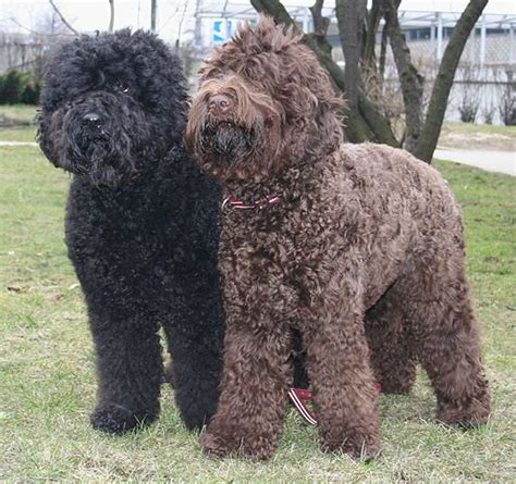  Solid black is less common and not highly admired in this breed
