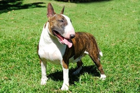  Some Bull Terriers outgrow their murmurs, some live with them for years with no problem, and others develop heart failure