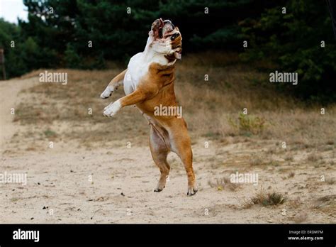  Some Bulldogs are known to jump six feet or higher into the air