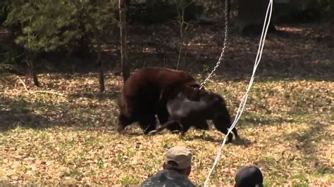  Some Bulldogs were also set against bears for bear baiting, purely for entertainment