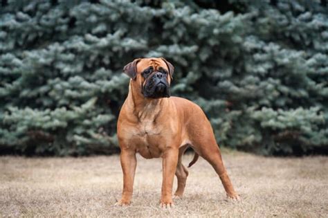 Some Bullmastiffs have strong instincts to chase and seize cats and other fleeing creatures