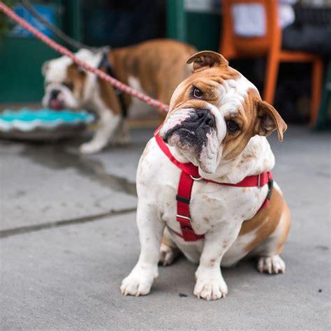  Some English Bulldogs are cautious with strangers, but most are friendly to everyone